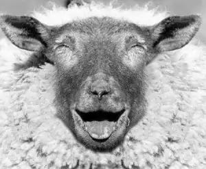 sheep-on-meth