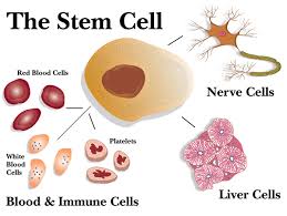 stem cell argumentative essay