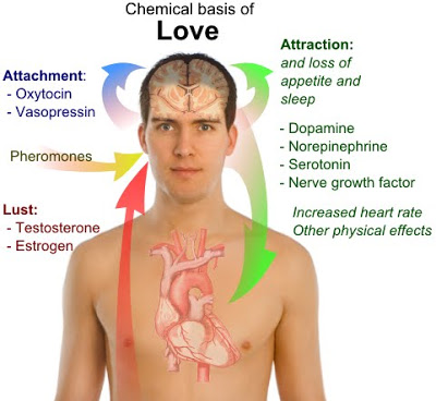 chemistry of love essay