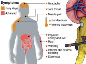 Ebola: Expository Essay Sample