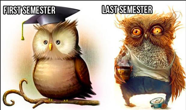 student owl