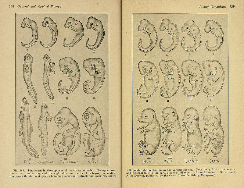 Embryos after Romanes as “Evidences from comparative embryology” in a section on “Descent with change” in William C. Beaver’s <em></p>
<p class=