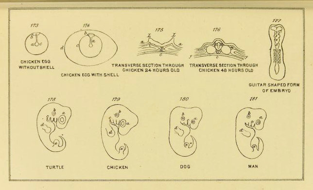 The earliest known copies of embryos from Haeckel’s <em></p>
<p class=