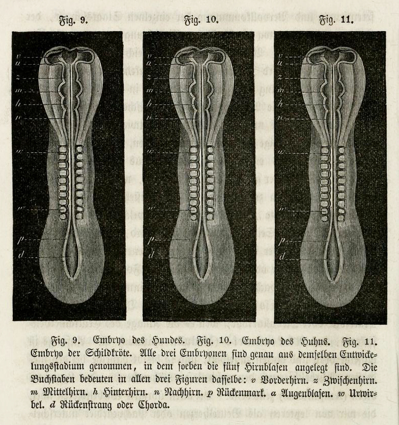 Wood engravings of dog, chick, and turtle embryos printed from the same block in Haeckel’s <em></p>
<p class=