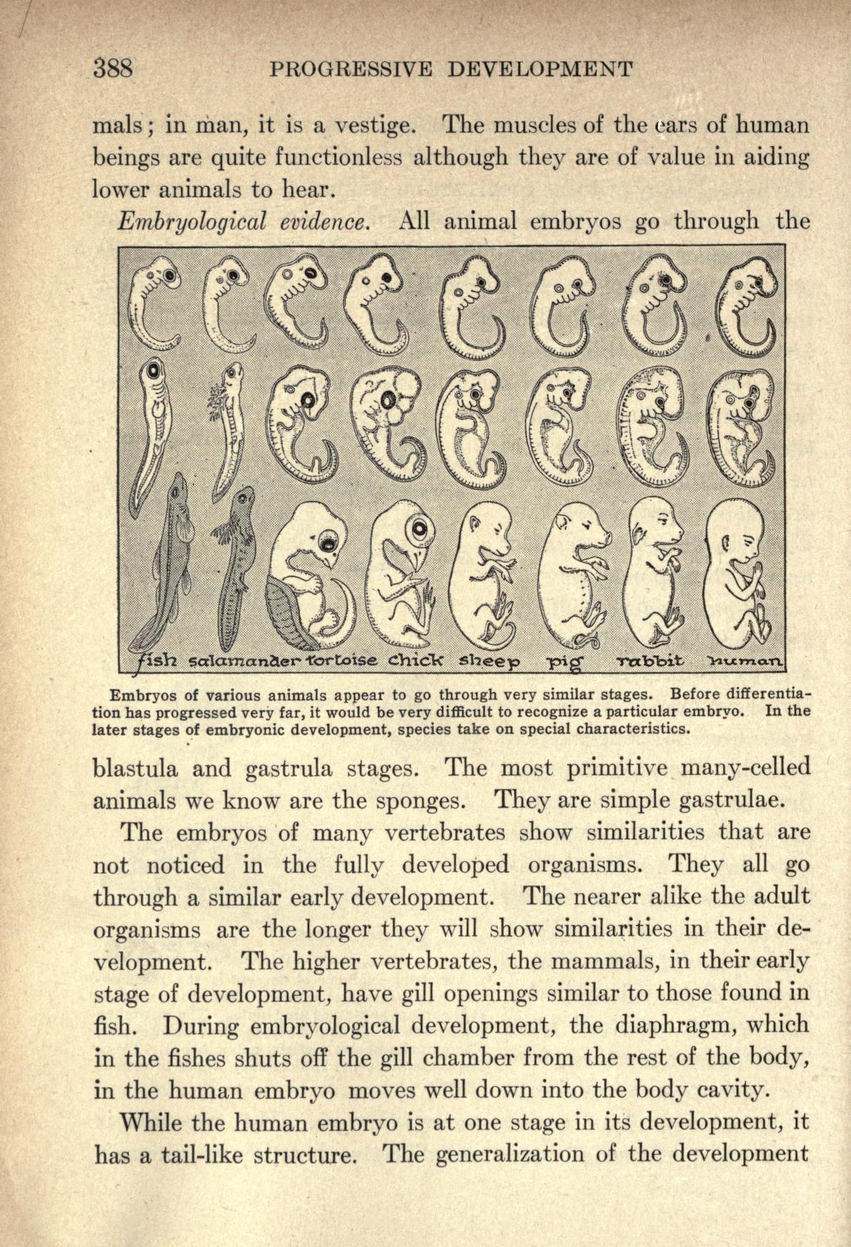 Embryo grid in Frank Wheat and Elizabeth Fitzpatrick’s <em></p>
<p class=