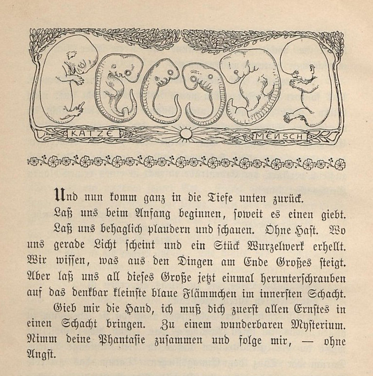 Header by Wilhelm Müller-Schönfeld after Haeckel’s cat and human embryos in Wilhelm Bölsche’s <em></p>
<p class=