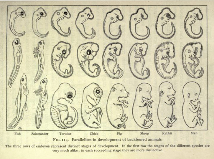 Haeckel’s embryos in Benjamin C. Gruenberg’s successful high school textbook <em></p>
<p class=