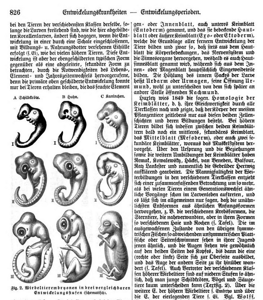 Haeckel’s turtle, chick, and rabbit embryos in the encyclopedia <em></p>
<p class=