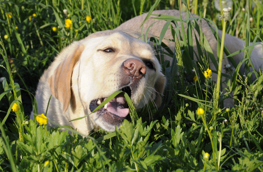 why do dogs like grass