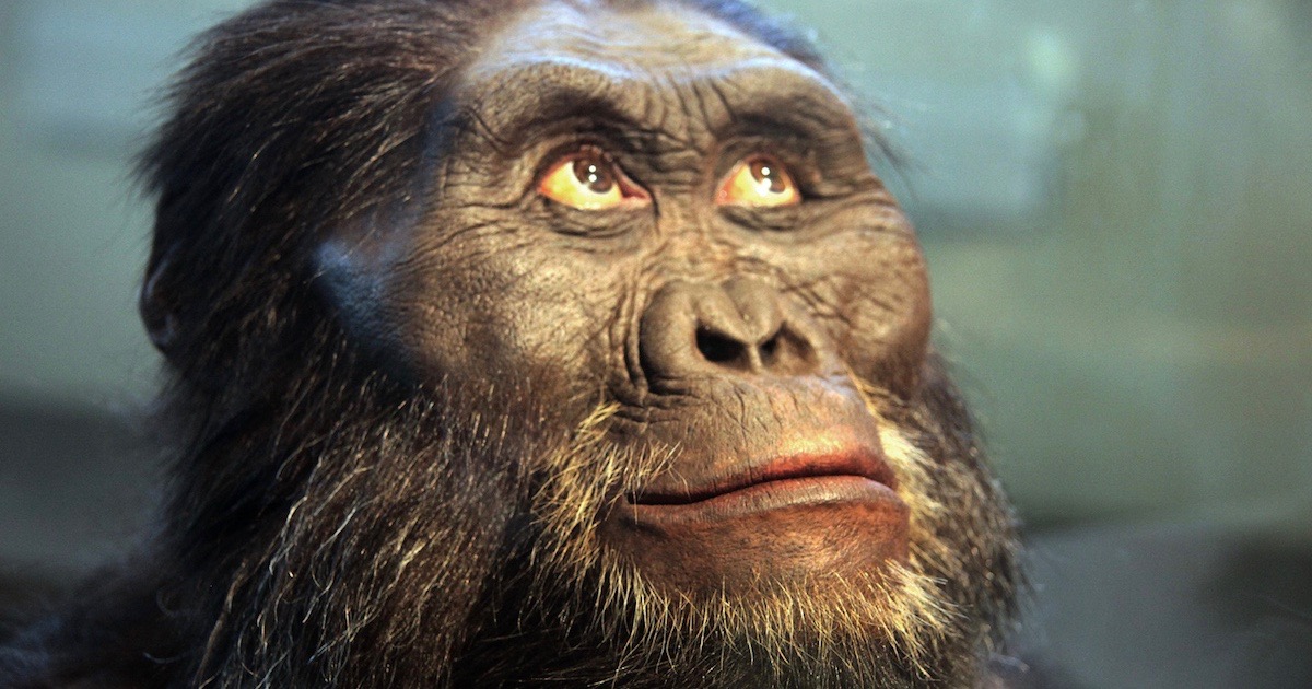 Expository essay sample: Missing link Found. Human Evolution.