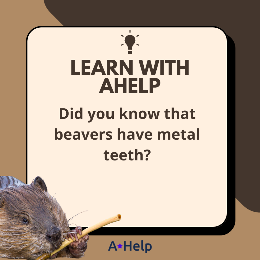 beaver teeth iron