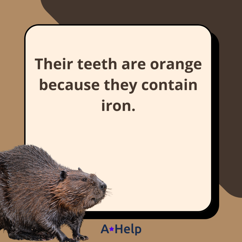why are beavers teeth orange