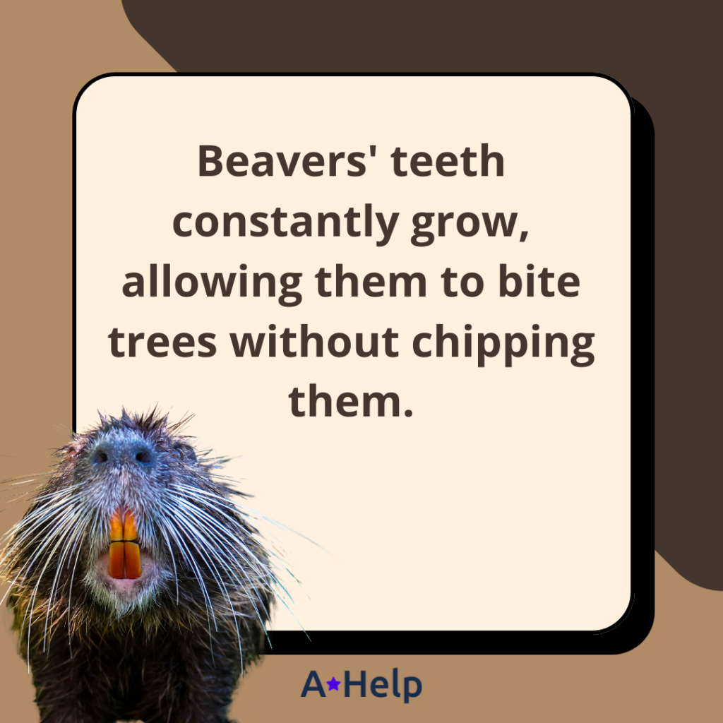 beaver teeth constantly grow