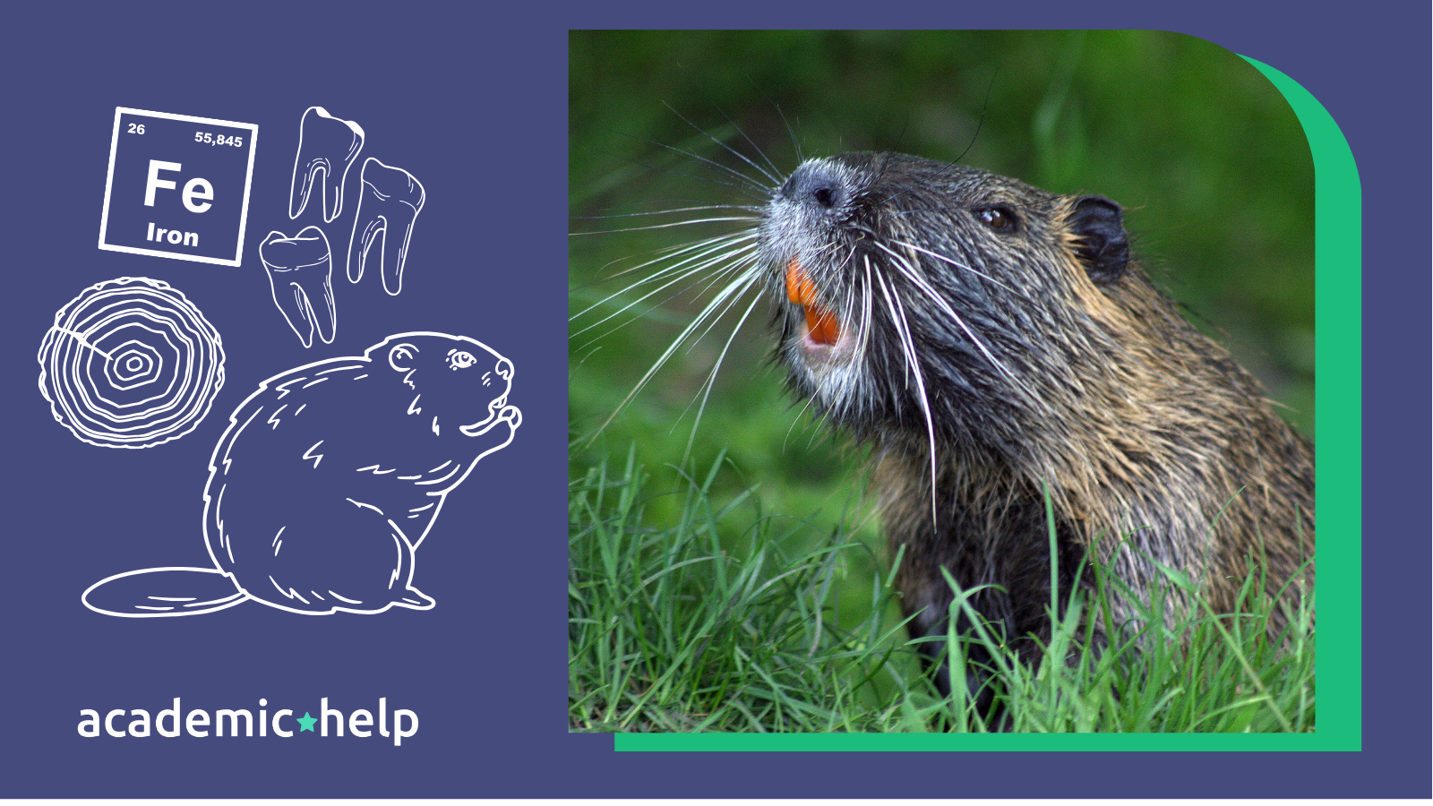 Beaver Teeth Facts: Learn Why Are Beavers Teeth Orange With AcademicHelp