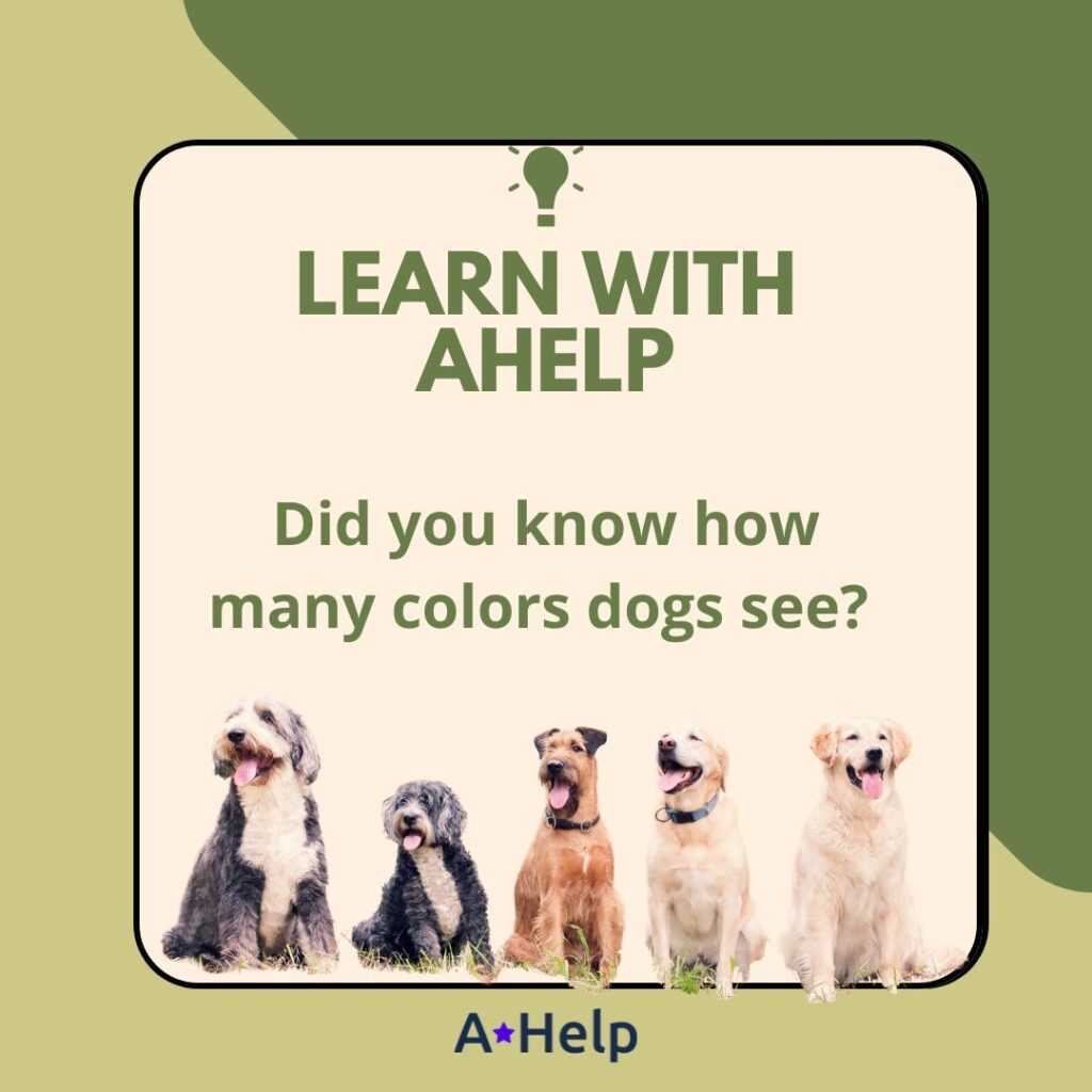 what colors can dogs see