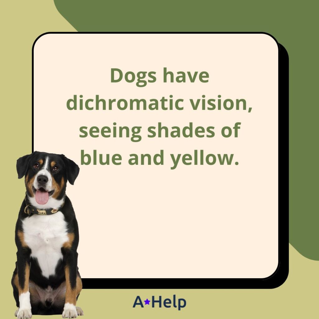 dichromatic vision dogs