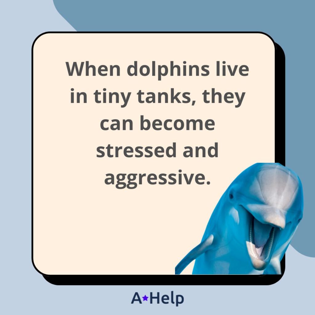 are dolphins aggressive