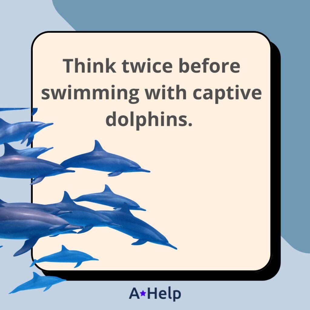 swimming with dolphins