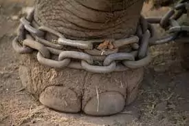 elephant chained