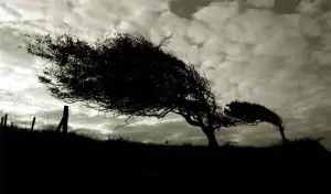 trees in wind