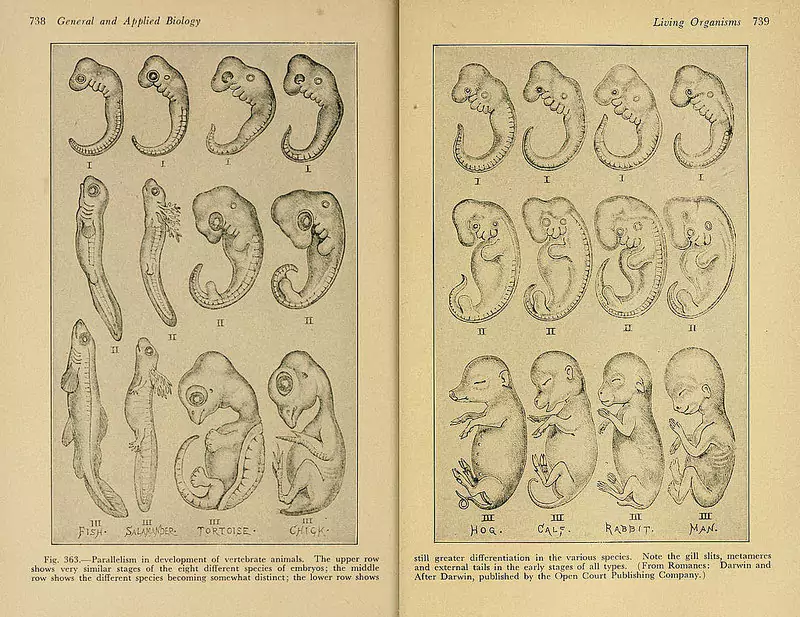 Embryos after Romanes as “Evidences from comparative embryology” in a section on “Descent with change” in William C. Beaver’s <em></p><p id=