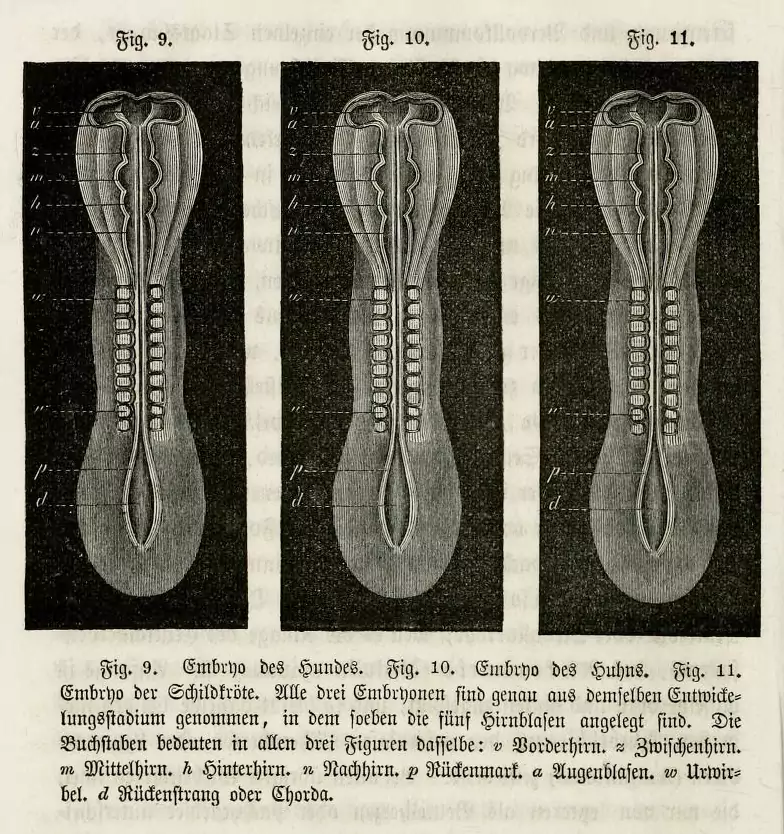 Wood engravings of dog, chick, and turtle embryos printed from the same block in Haeckel’s <em><p id=