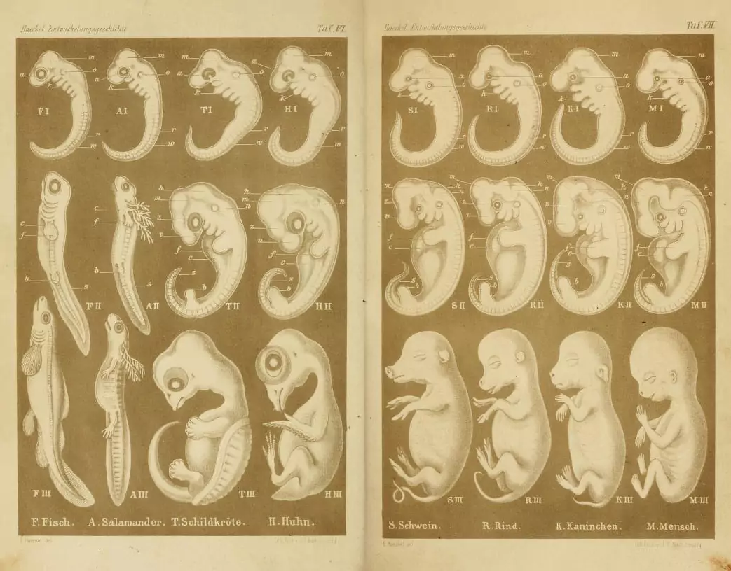 Comparison of vertebrate embryos at three different stages of development from the third edition of Haeckel’s <em><p id=