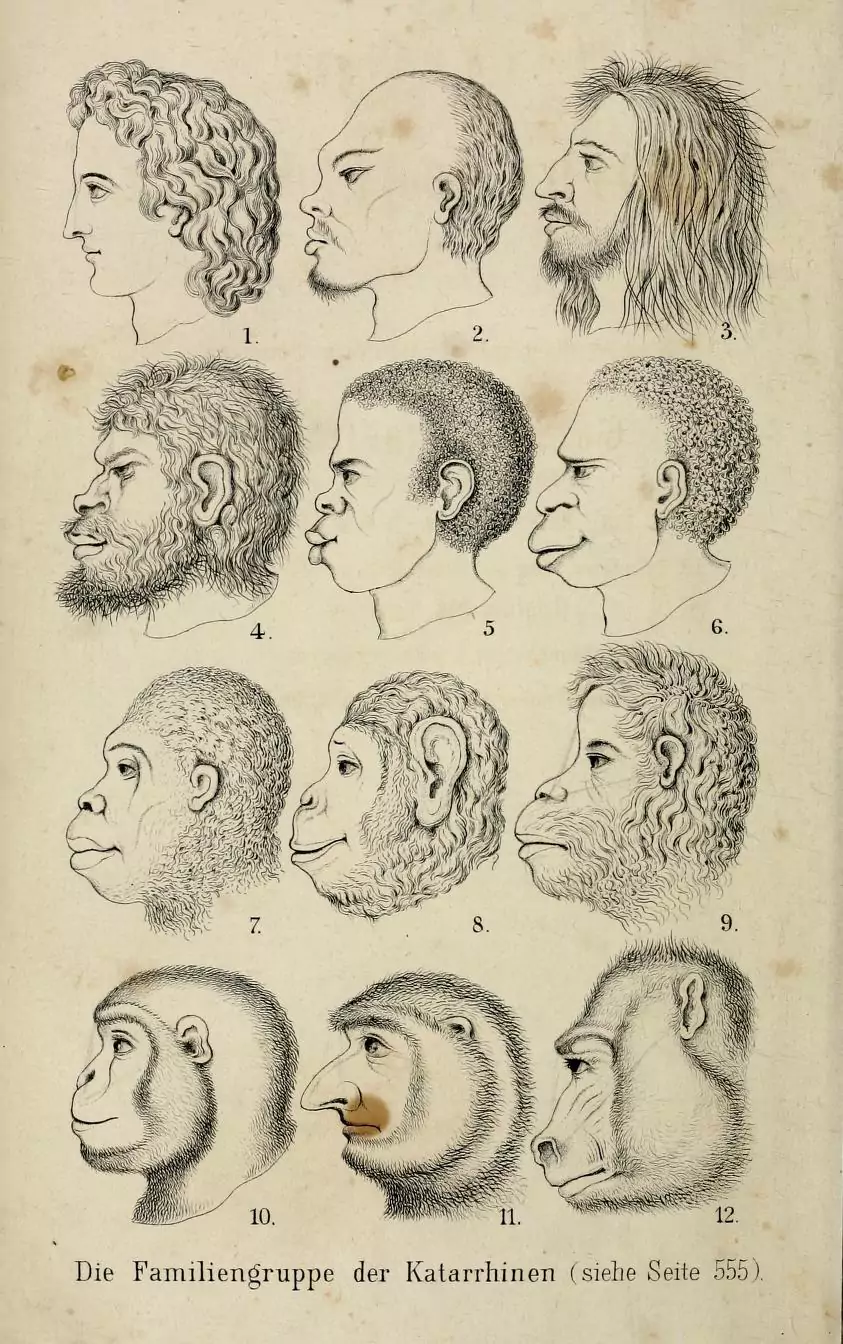 The notorious frontispiece comparing heads of human races and apes in the <em></p><p id=