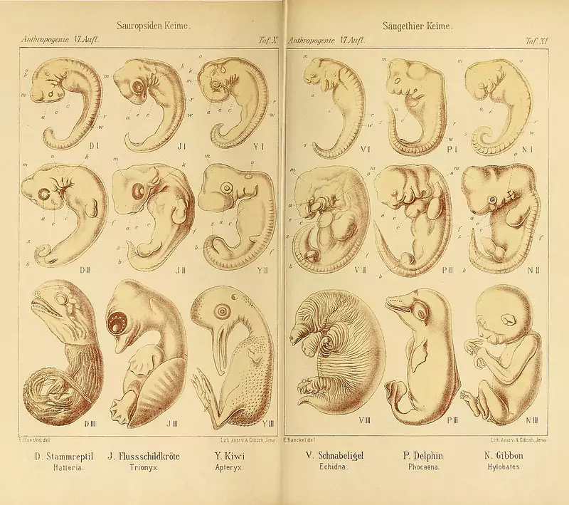  Two of six comparative embryological plates in the fifth (1903) and sixth (1910) editions of Haeckel’s <em><p id=