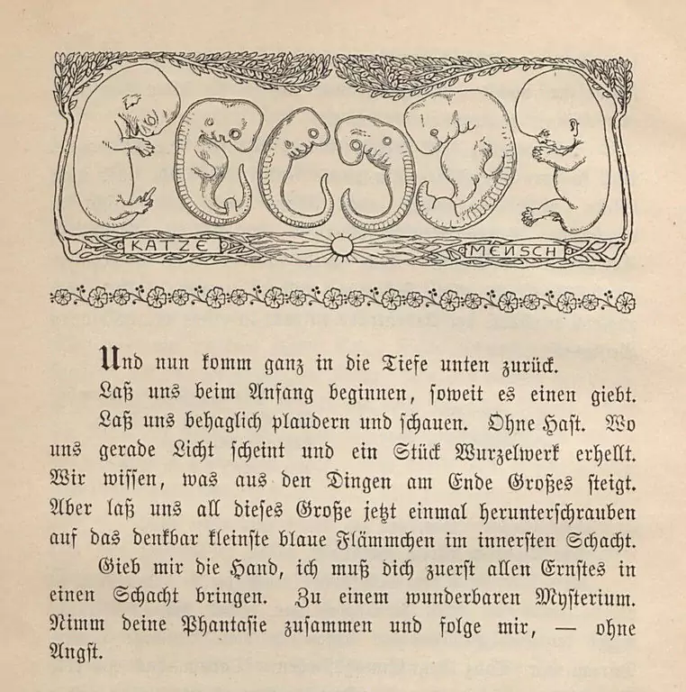 Header by Wilhelm Müller-Schönfeld after Haeckel’s cat and human embryos in Wilhelm Bölsche’s <em><p id=