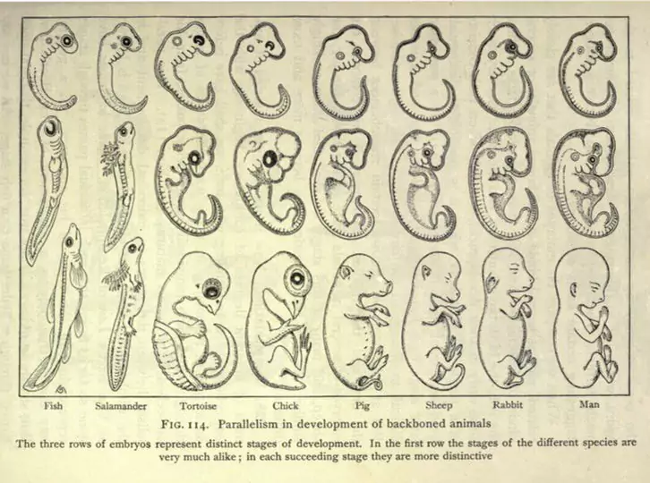 Haeckel’s embryos in Benjamin C. Gruenberg’s successful high school textbook <em></p><p id=
