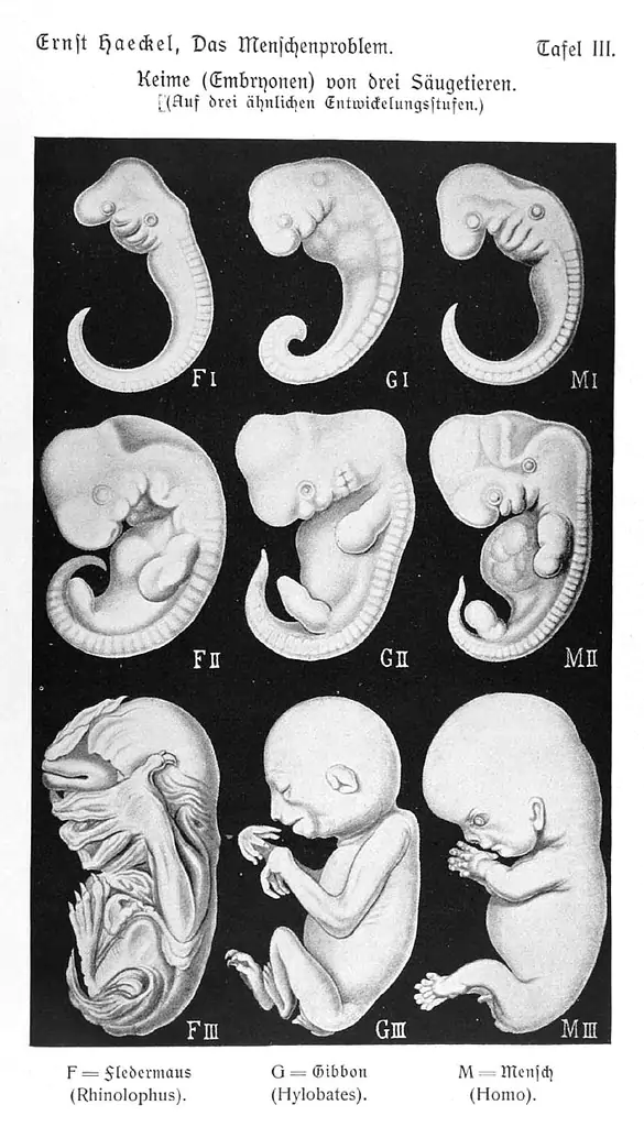 “Germs of three mammals," a halftone plate in a pamphlet based on a lecture Haeckel gave in 1907. 