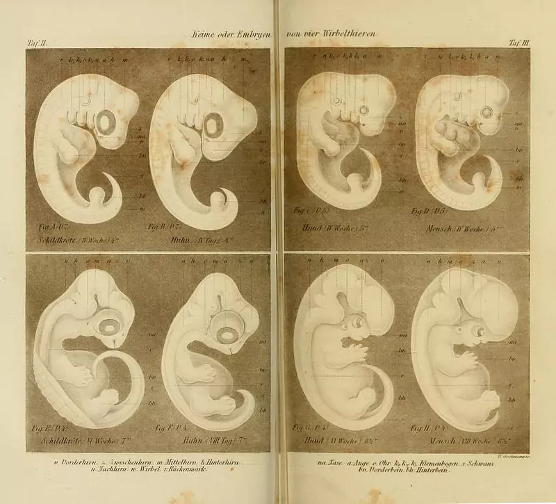  The embryo plates in the fourth (1873) edition of Haeckel’s <em><p id=