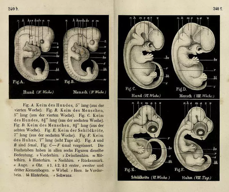 The embryo double plate in the first (1868) edition of Haeckel’s <em><p id=