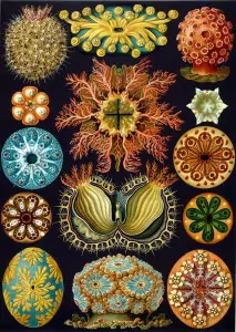 728px-Haeckel_Ascidiae