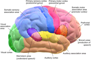 What Comprises a Brain? Essay Sample, Example