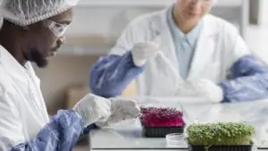 Exploring the Potential of Lab-Grown Meat and Insect Protein