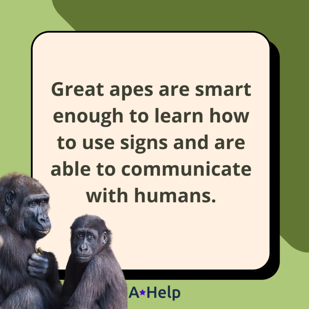 are apes smart