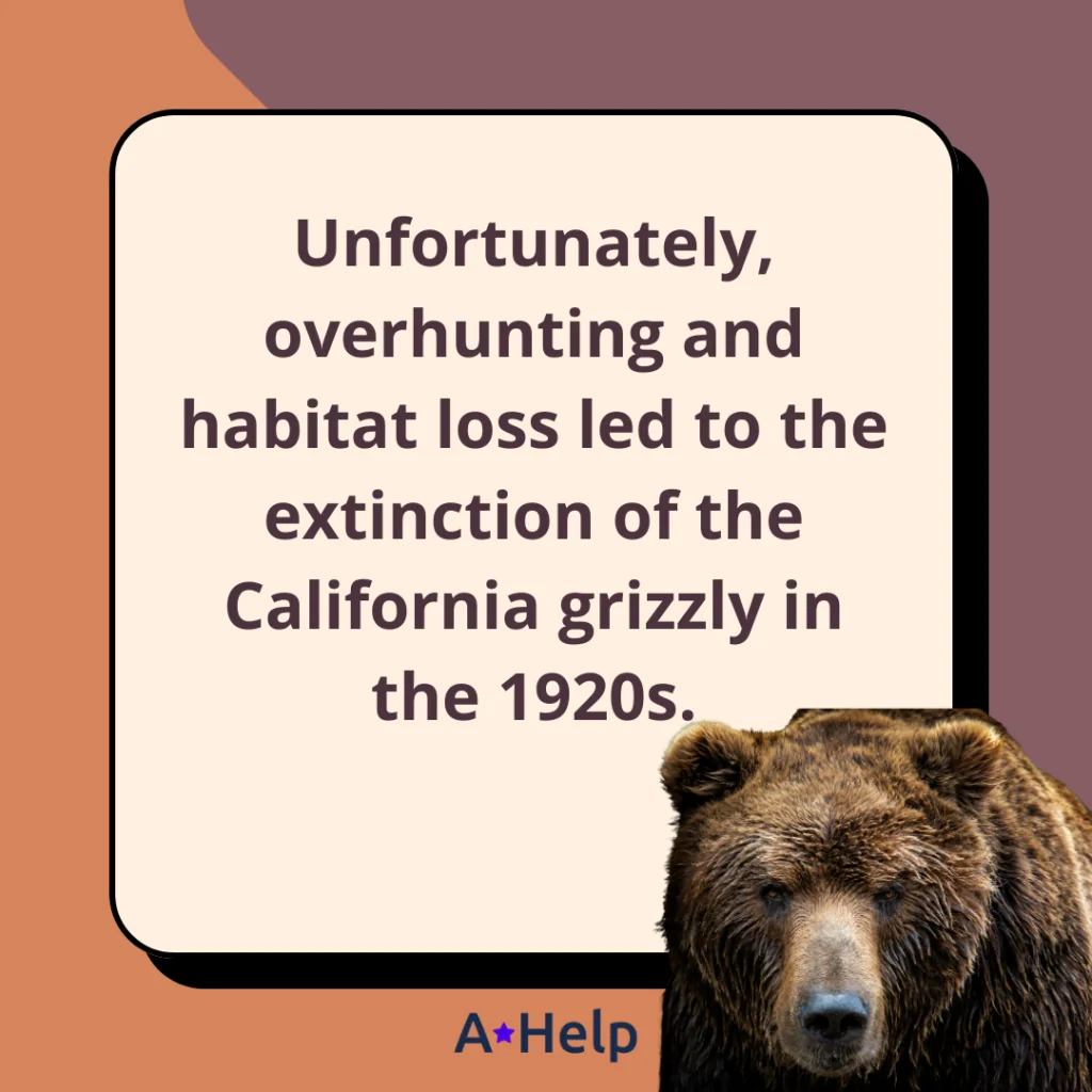 california grizzly bear extinct