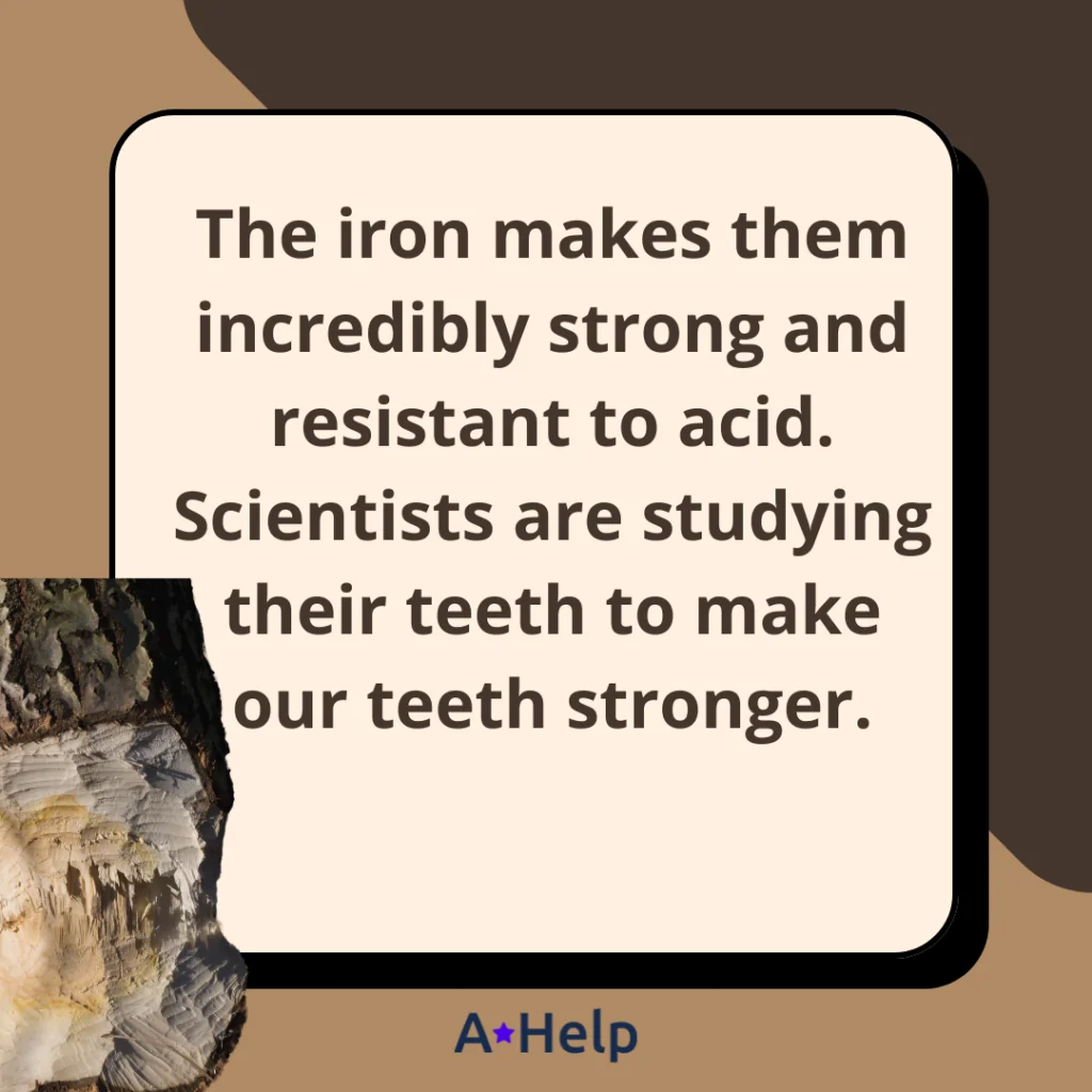 beaver teeth facts
